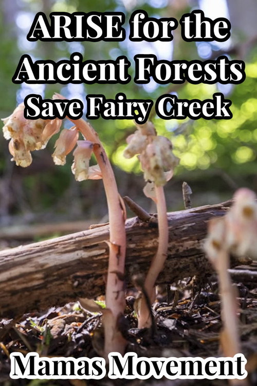 ARISE for the Ancient Forests | Save Fairy Creek poster