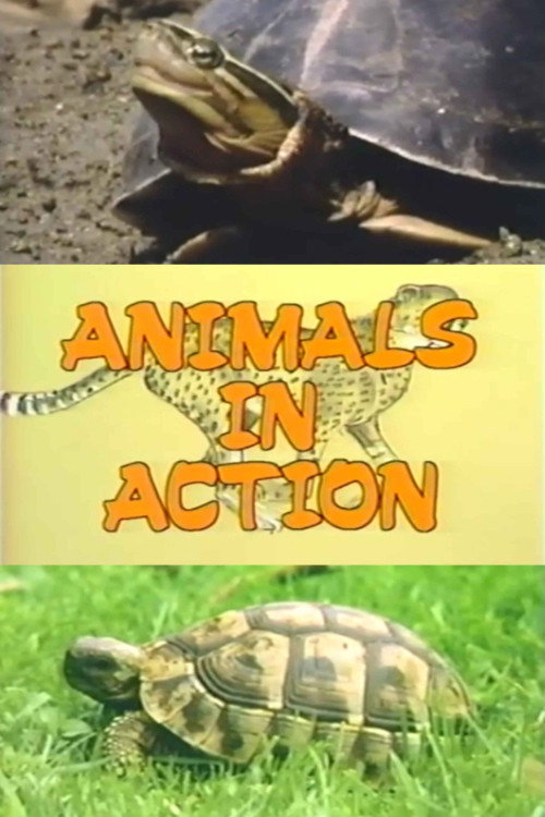 The Turtle Family poster