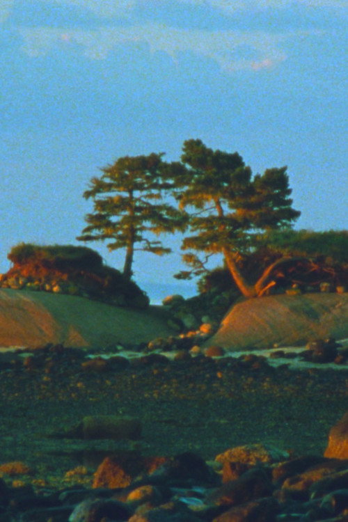 Two Trees poster