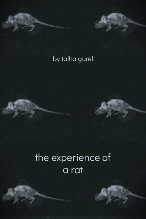 The Experience of a Rat poster