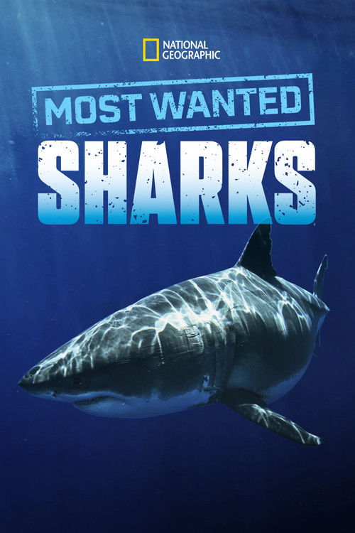 Most Wanted Sharks poster