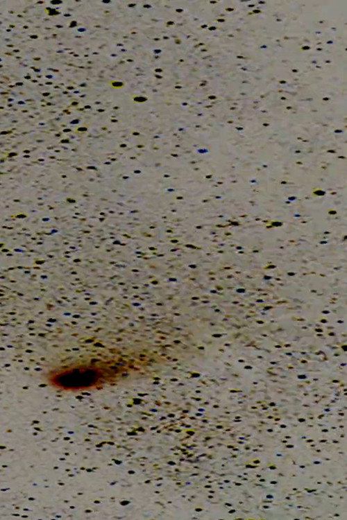 Halley’s Comet poster