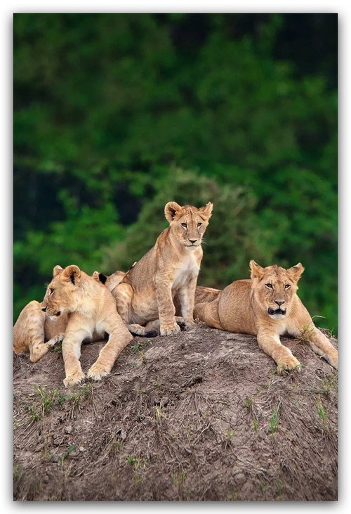 Little Big Cat poster