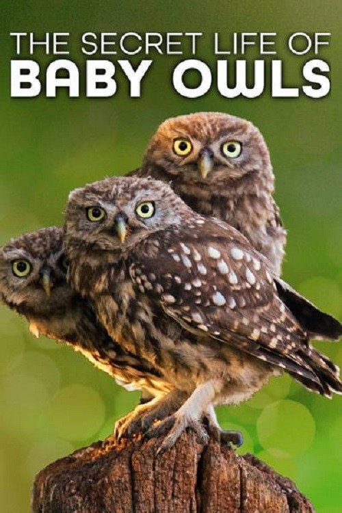 The Secret Life of Owls poster