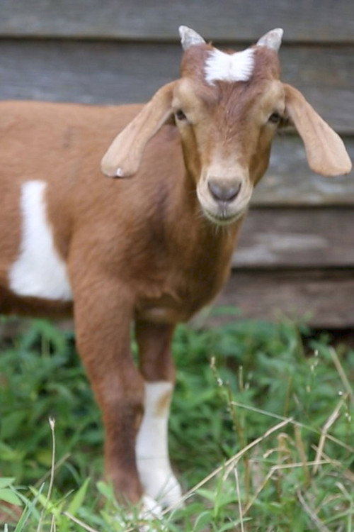 If it Won’t Hold Water, it Surely Won’t Hold a Goat poster
