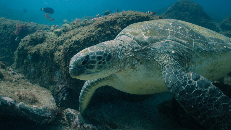 Return: Saving Turtles still 8