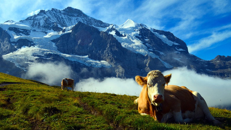 Wild Faces of Switzerland still 1