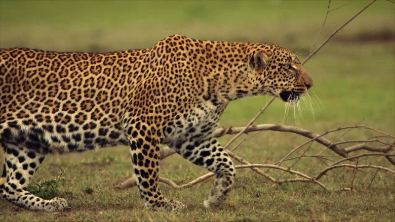 The Leopardess still 2
