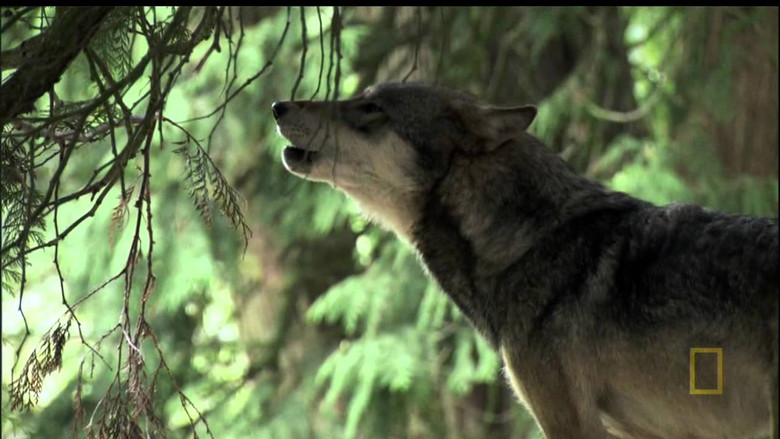 A Man Among Wolves still 1