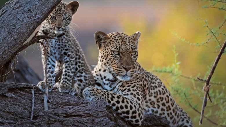 Mashatu: Land of Leopards still 5