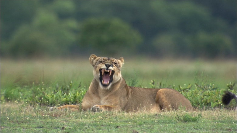 The Last Lioness: Birth of a Pride still 1