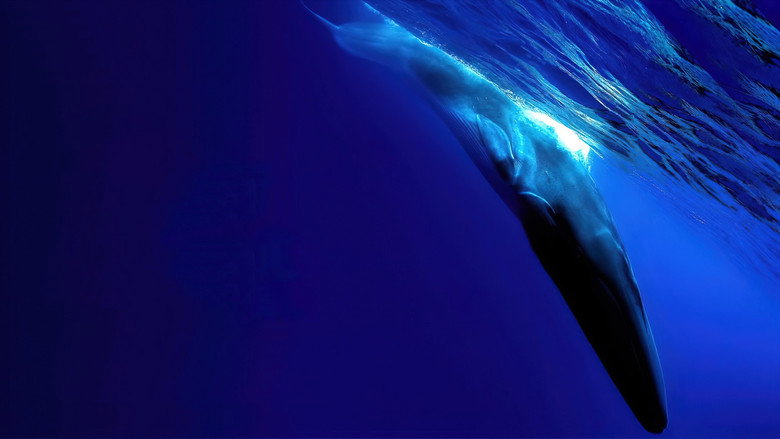 The Loneliest Whale: The Search for 52 still 2