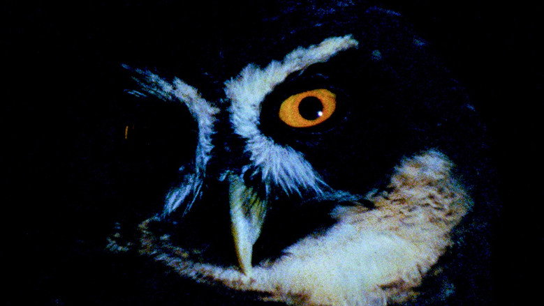 Animal Eye still 1