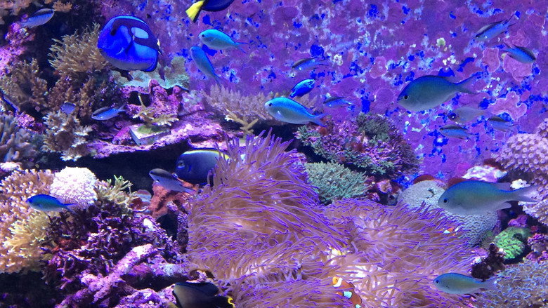 Can We Save the Reef? still 3