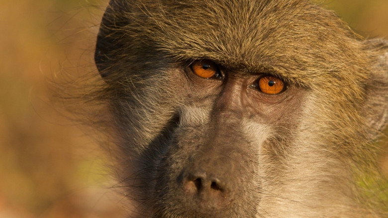 Queen of the Baboons still 1