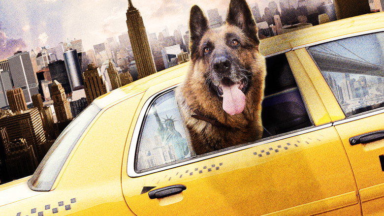 Cool Dog still 1