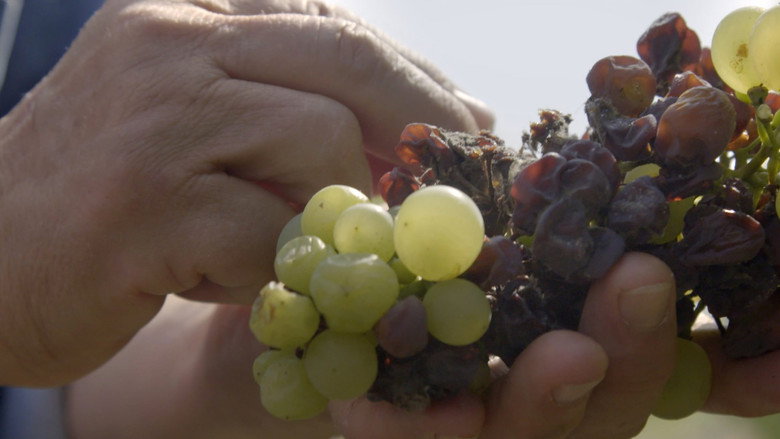 Liquid Gold: In Quest of the Aszu of Tokaj still 3