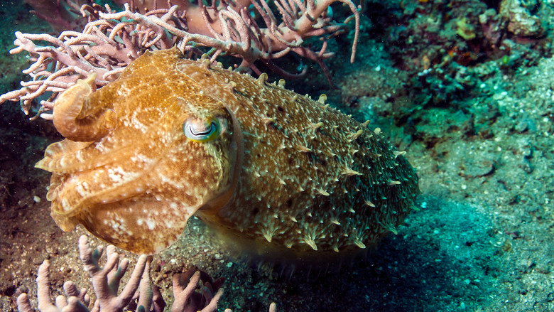 Wonders of the Ocean still 4