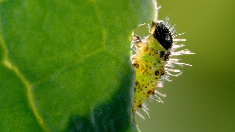 The Marvelous Wild World of the Vegetable Garden still 6