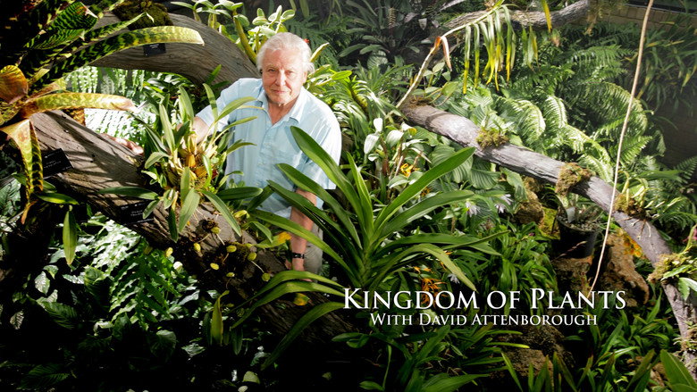 Kingdom of Plants still 6