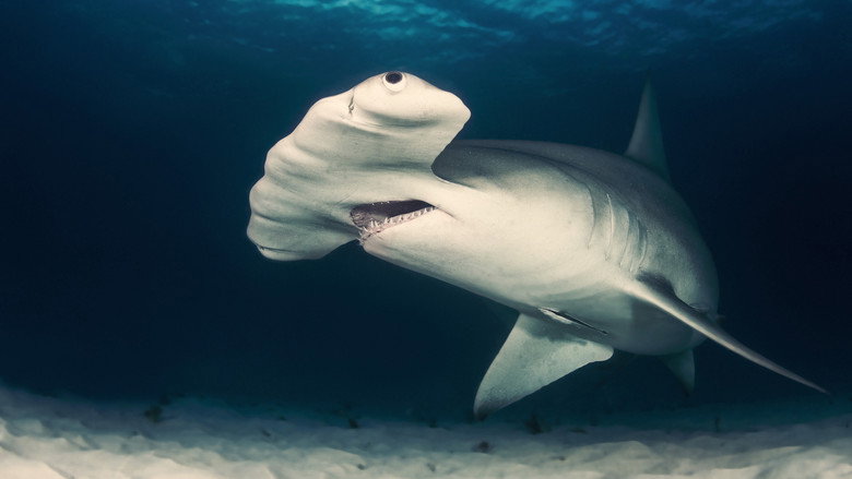 Cuba's Secret Shark Lair still 2