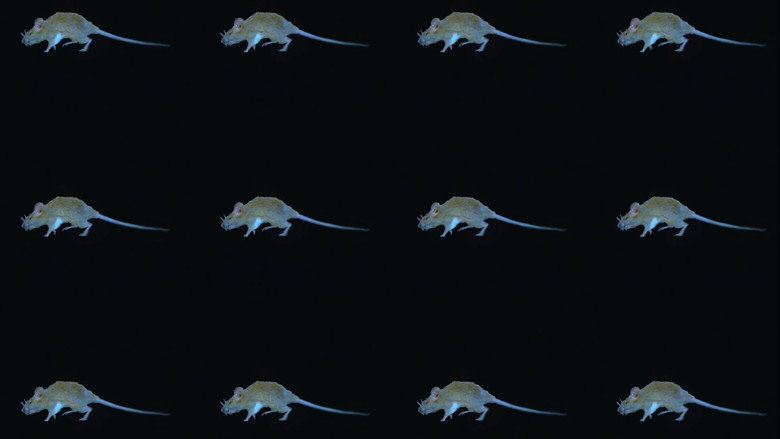 The Experience of a Rat still 1