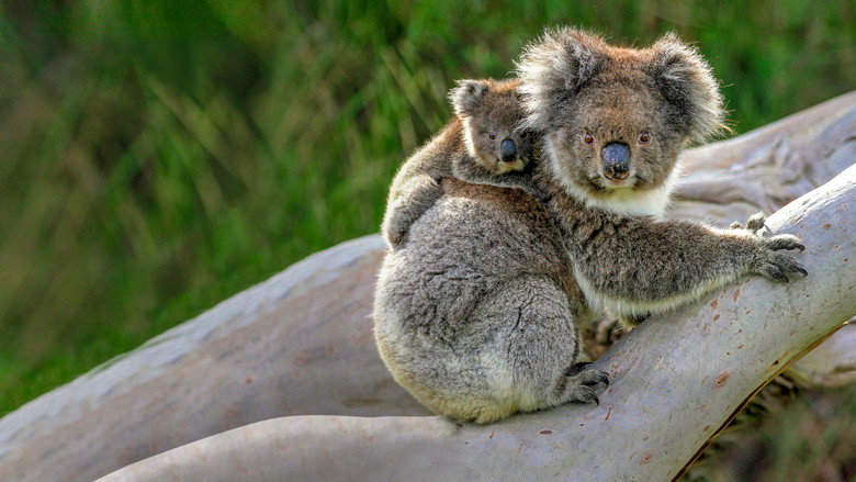 Wild Australia still 6