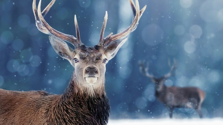 Snow Animals still 1