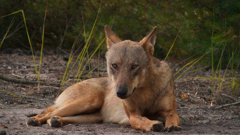 In Wolf Country still 5