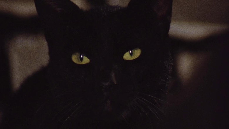 The Black Cat still 5