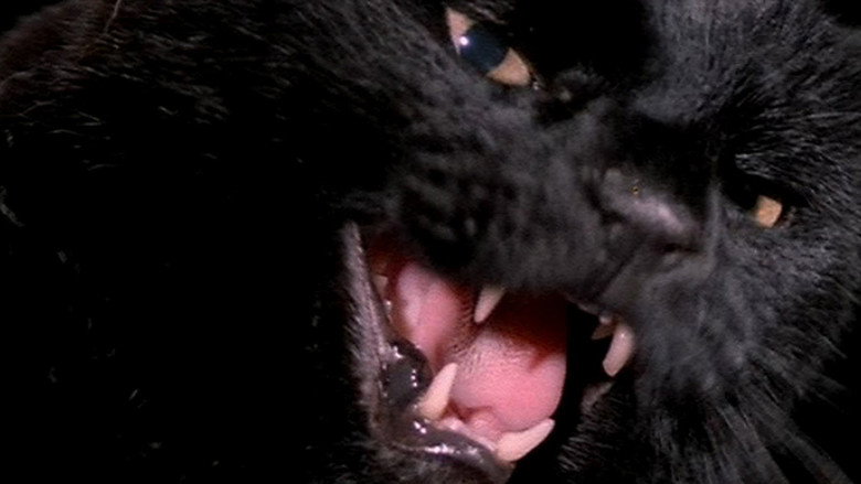 The Black Cat still 6