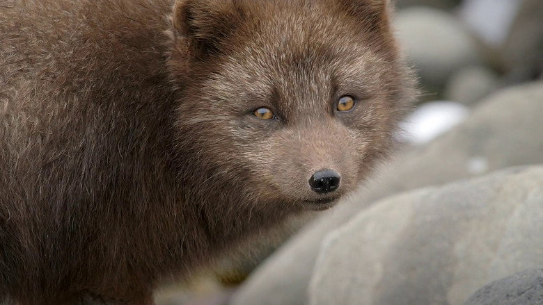 The Arctic Fox: Still Surviving still 3