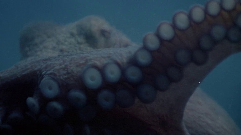 Tentacles still 3