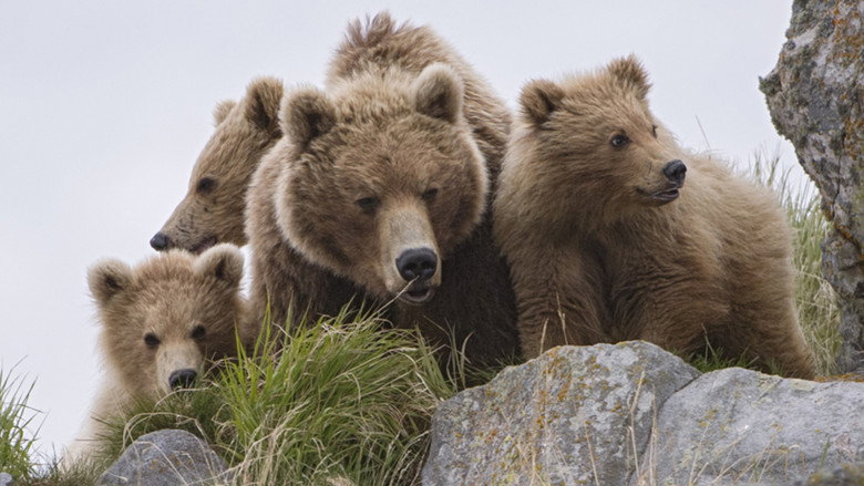 Land of the Bears still 1