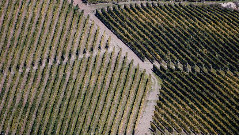 Barolo Boys: The Story of a Revolution still 2