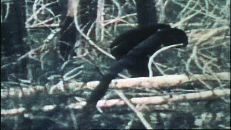 The Legend of Bigfoot still 2