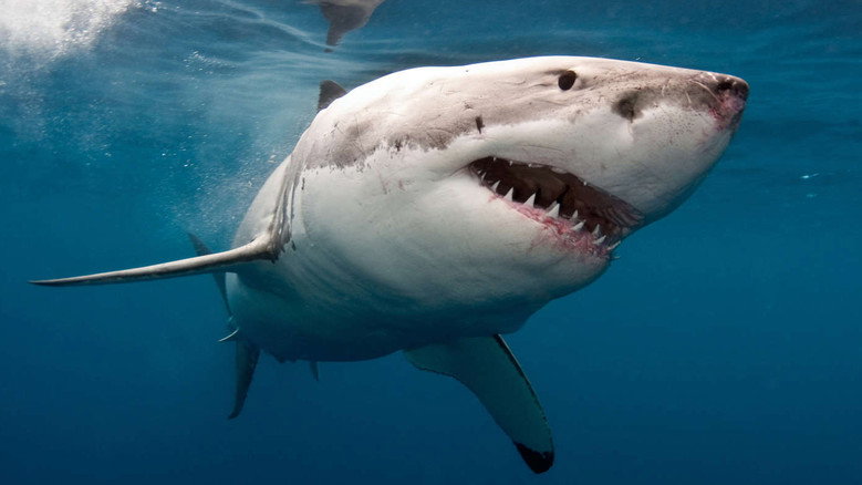 The Search for the Ocean's Super Predator still 1