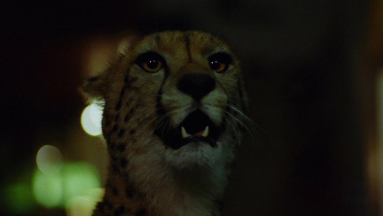 Wild Beasts still 4