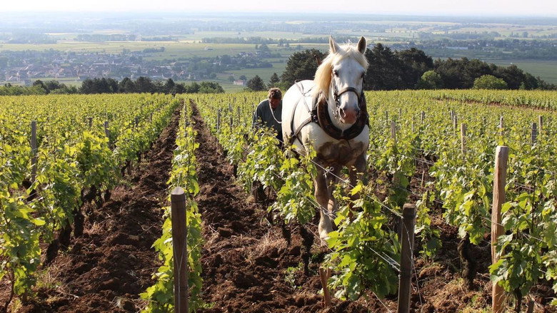 Grand Cru still 1