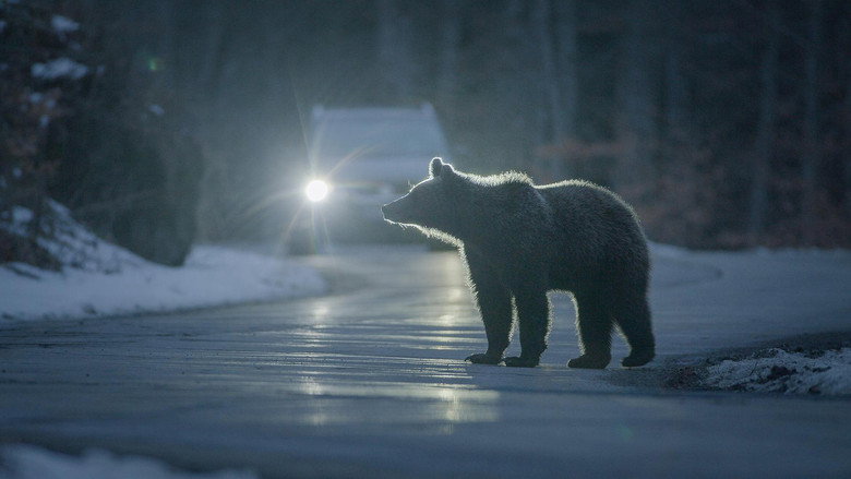 Backyard Bears of Transylvania still 1