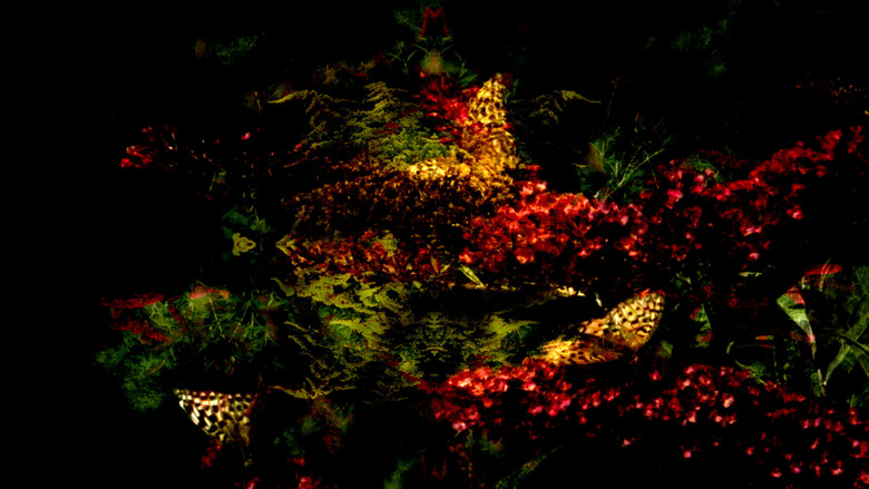 Butterfly 360° still 1