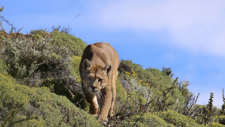 Puma: Lion of the Andes still 1