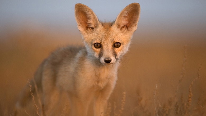 Secrets of Wild India still 2