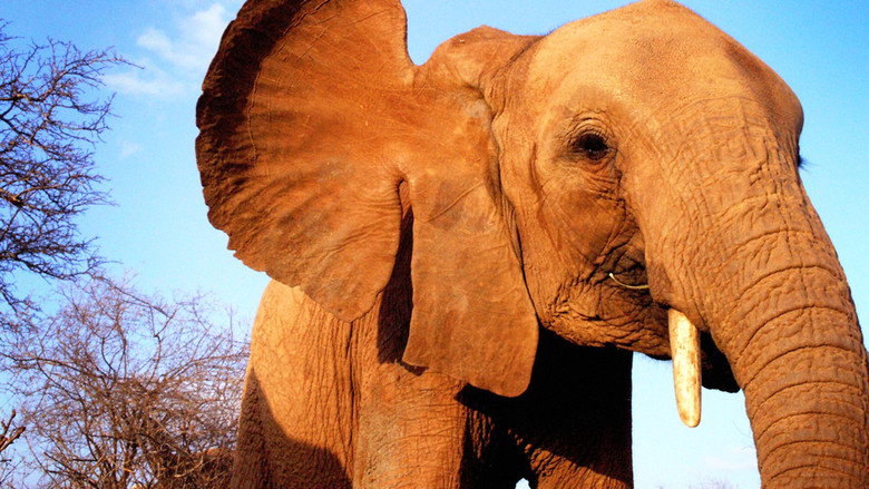 Elephant Diaries still 1