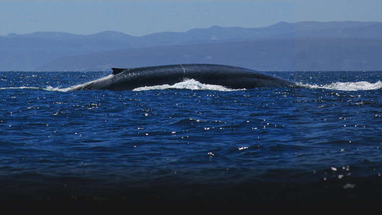Kingdom of the Blue Whale still 6