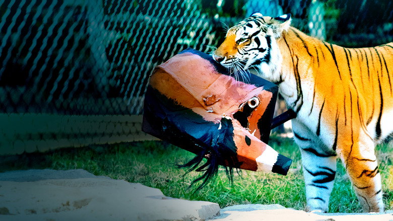 Big Cat Games still 3