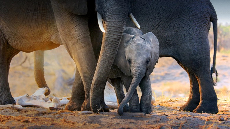 In the Footsteps of Elephant still 2
