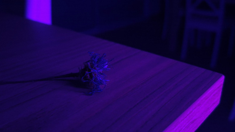 Centaurea still 7