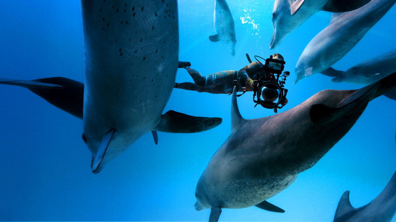 Diving with Dolphins still 7