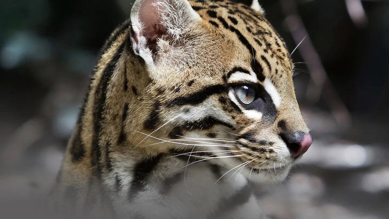 Deep in the Heart: A Texas Wildlife Story still 4